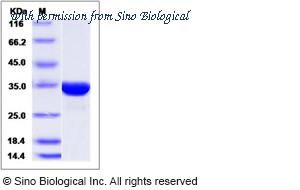 Sino Biological 14614-H07E image 1