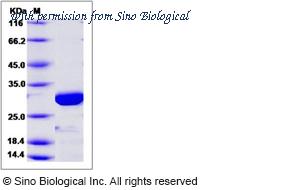 Sino Biological 15059-H07E image 1