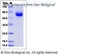 Sino Biological 15687-H08H image 1