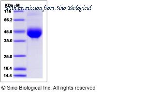 Sino Biological 70084-D08H image 1