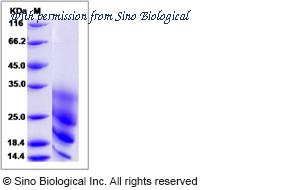 Sino Biological 80304-R07H image 1