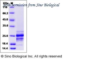 Sino Biological 10244-H07Y image 1