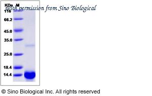 Sino Biological 11252-HNAE image 1