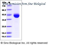 Sino Biological 12231-H08H image 1