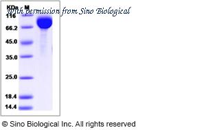 Sino Biological 13231-H08H image 1