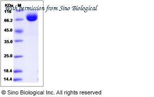 Sino Biological 13371-H02H image 1