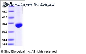 Sino Biological 13432-H08H image 1
