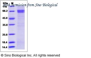 Sino Biological 13488-H05H image 1