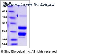Sino Biological 13705-H08H image 1