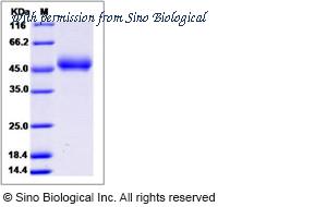 Sino Biological 13757-H08H image 1