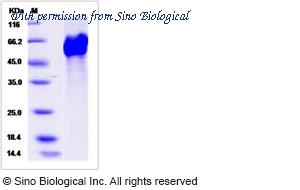 Sino Biological 13952-H08H image 1