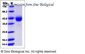 Sino Biological 14231-H04H image 1