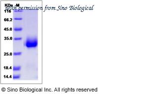 Sino Biological 14518-H07H image 1