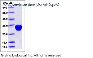 Sino Biological 15042-H07E image 1