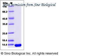 Sino Biological 15093-H07E image 1