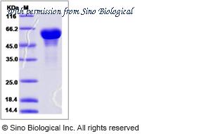 Sino Biological 16012-H08H image 1