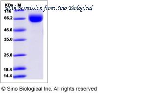 Sino Biological 16014-H08H image 1