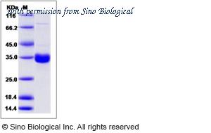 Sino Biological 50195-M08B image 1