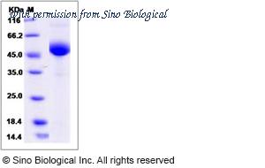 Sino Biological 51098-M02H image 1