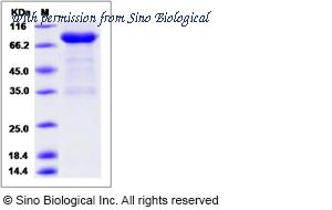 Sino Biological 80065-R02H image 1