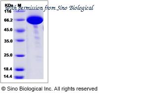 Sino Biological 12231-H05H image 1