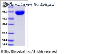 Sino Biological 13169-H08H image 1