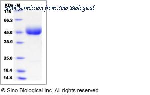 Sino Biological 13371-HCCH image 1