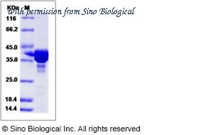 Sino Biological 15122-H09E image 1