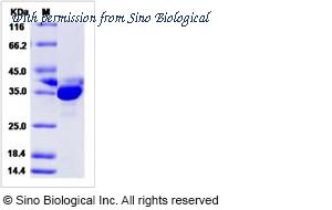 Sino Biological 15128-H08E image 1