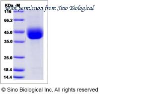 Sino Biological 50356-M07H image 1