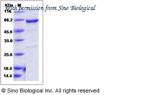 Sino Biological 51021-M20B image 1