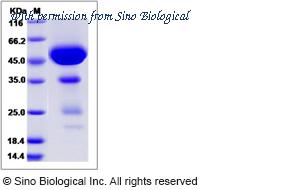 Sino Biological 80260-R01H image 1