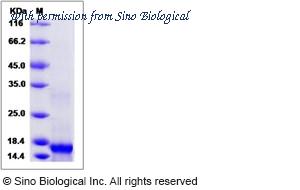 Sino Biological 80329-RNAE image 1