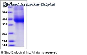Sino Biological 13091-H08H image 1