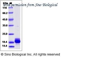 Sino Biological 15214-H07E image 1