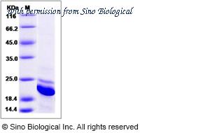 Sino Biological 15218-H07E image 1