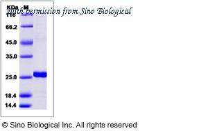 Sino Biological 15234-H07E image 1
