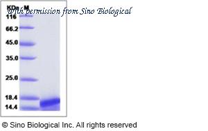 Sino Biological 10286-HNAE image 1