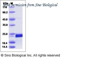 Sino Biological 15149-H07E image 1
