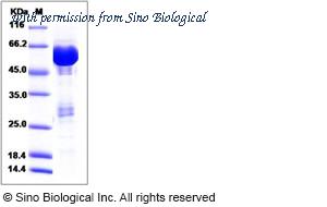 Sino Biological 15188-H09B image 1