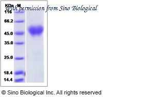 Sino Biological 70084-DCCH image 1