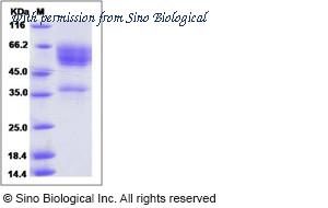 Sino Biological 10575-H01S image 1