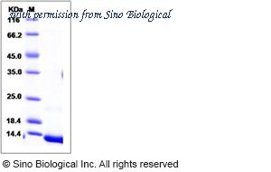 Sino Biological 10878-H07E image 1