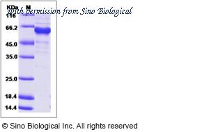 Sino Biological 14623-H20B image 1