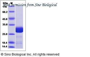 Sino Biological 15390-H07E image 1