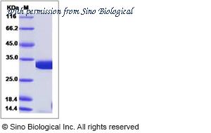 Sino Biological 15397-H07E image 1