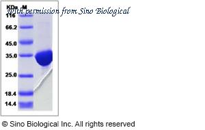 Sino Biological 15362-H07E image 1