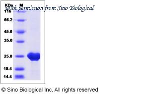 Sino Biological 51181-M07E image 1