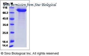 Sino Biological 90012-C02H image 1