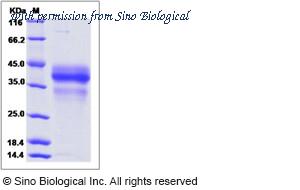 Sino Biological 90299-CCCH image 1